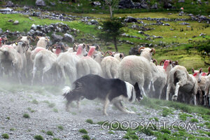 Guardian of the Flock