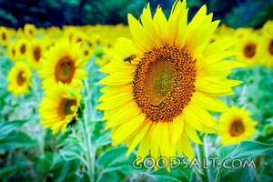Sunflower Field of Creation Praise
