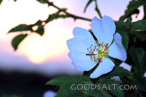 Wildflower at Evening Light