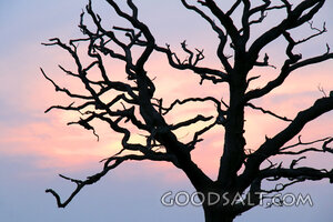 Barren Tree at Dusk