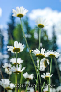 Daisies Under Heaven
