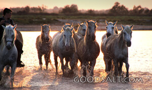 Horses Through the River at Sunset