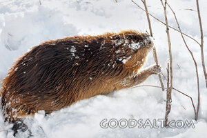 Beaver in Winter Snow