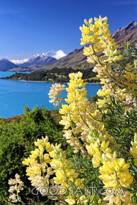 Alpine Lupines by the Lake