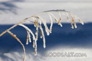 Frost on Winter Grass