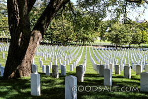 Rows of Remembrance Beneath the Trees
