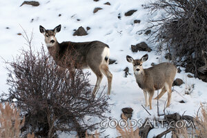Deer in the Winter Wilderness