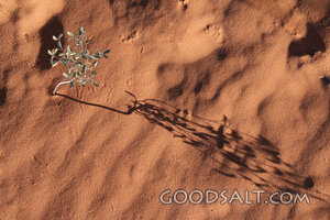 Desert Shrub in the Wilderness