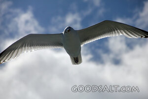 Bird of the Heavens in Flight
