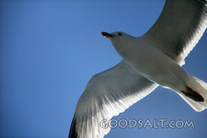 Gull in the Open Heavens