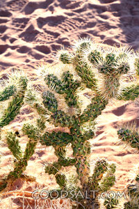 Desert Cactus in Wilderness Light