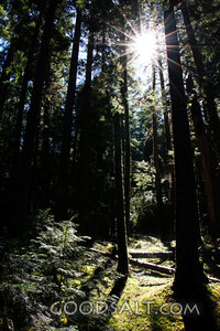 Sunlight Through the Forest