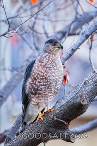 Hawk of the Winter Branch