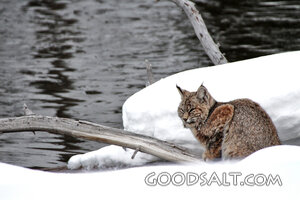 Bobcat Beside Winter Waters