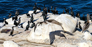 Pelicans and Cormorants on Coastal Rocks