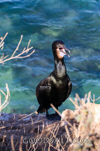 Cormorant Beside Clear Waters