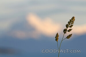 Grass of the Field at Evening