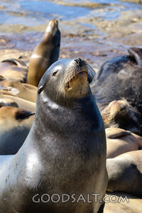 Sea Lions Resting on the Shore