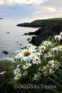 Coastal Daisies at Evening
