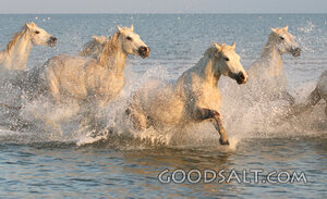 Horses Running Through the Surf