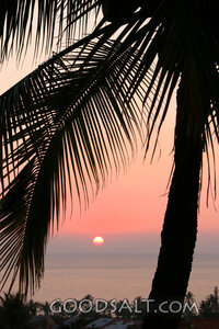 Palm Sunset Over the Sea