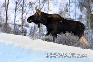 Moose in the Winter Woods