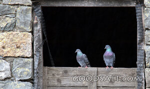 Pigeons at the Stone Loft