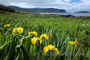 Irises by the Quiet Coast