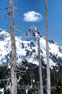 Snow-Crowned Mountain Between Weathered Trees