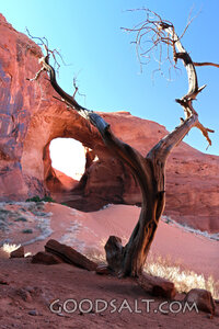 Desert Arch and Weathered Tree