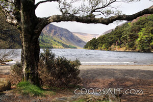 Still Waters Beneath the Mountain Tree
