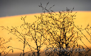 Branches at Evening Light