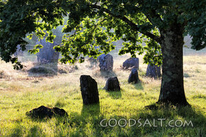 Stones of Remembrance Beneath the Oak