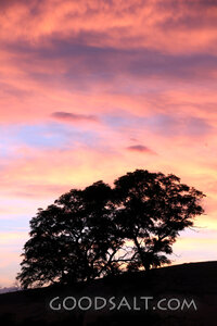 Trees at Sunset Over the Hillside