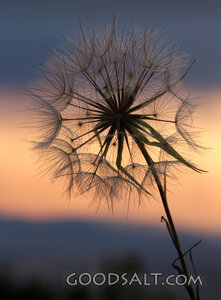 Dandelion at Creation’s Evening