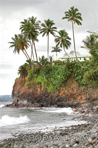 Palm-Crowned Shoreline