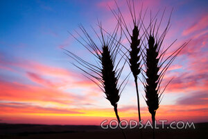 Wheat at Evening Harvest