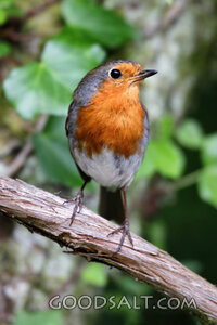 Robin on the Garden Branch