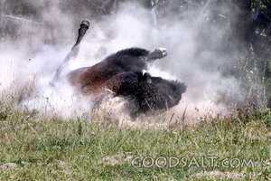 Bison in the Dust of Creation