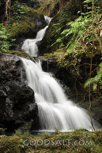 Forest Cascade of Living Water