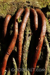 Rooted in the Hidden Place