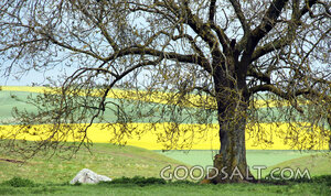 Tree of Steadfast Witness