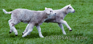 Lambs in the Shepherd’s Pasture