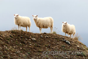 Sheep on the Rocky Hillside