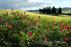 Clover Bloom Over the Grain Fields