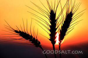 Wheat at the Harvest Sunset