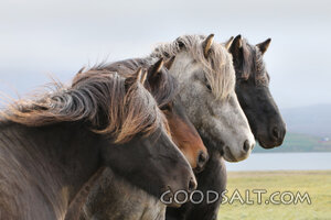 Horses by Quiet Waters