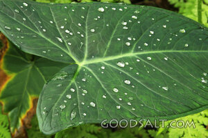 Dew on a Broad Leaf