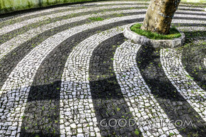 Sacred Path Around the Tree