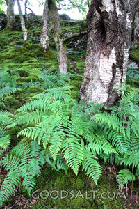 Fern-Covered Woodland in God’s Creation
